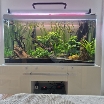 aquariophile Scara