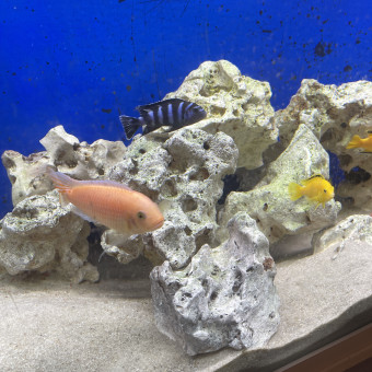 aquariophile patricio