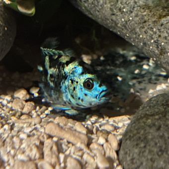 aquariophile Blackwidow