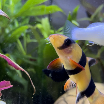 aquariophile marysese