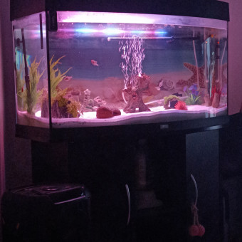 aquariophile Chriss64