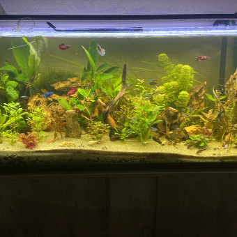 aquariophile Theo595