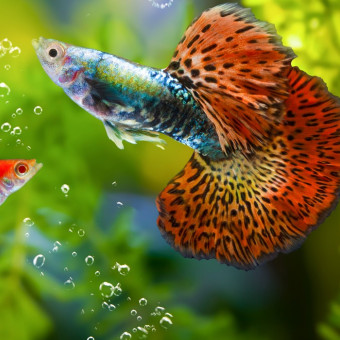 aquariophile FishTips
