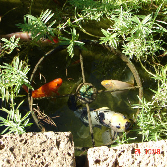 aquariophile Vero66