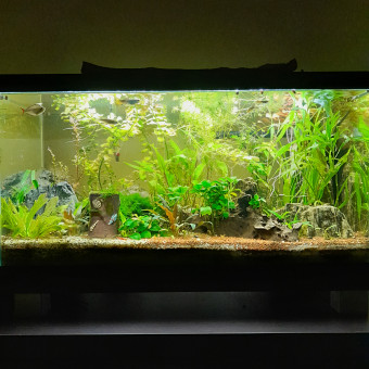 aquariophile Geoffrey02870