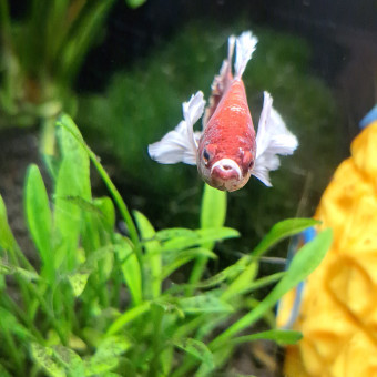 aquariophile Jordane78