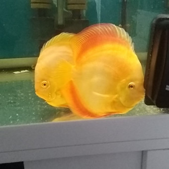 aquariophile laurent-denis