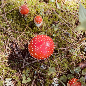 aquariophile Caloptopus