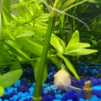 aquariophile Bulle23
