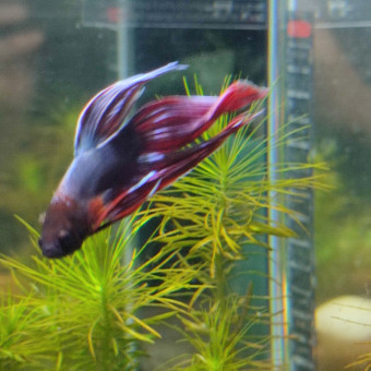 aquariophile Combattant24