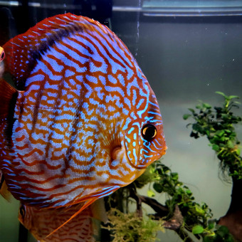 aquariophile Alex24