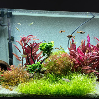 aquariophile Lucrido