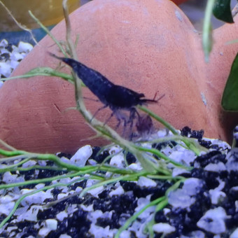 aquariophile Tommycucu0139