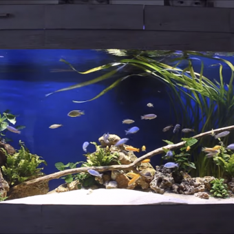 aquariophile Storkluc