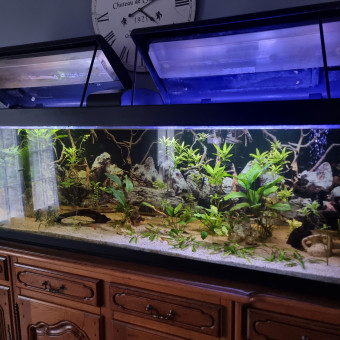 aquariophile Jcsylvie