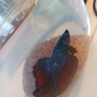 aquariophile Nico_combattant