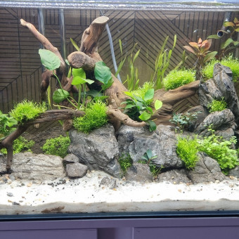 aquariophile Juju62400