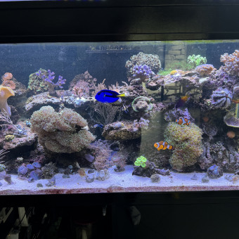 aquariophile kiki38070