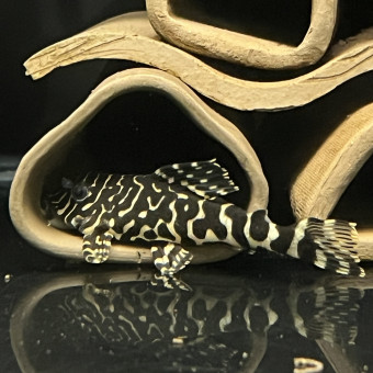 aquariophile Fishroomdeludo