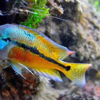 aquariophile Marie77163