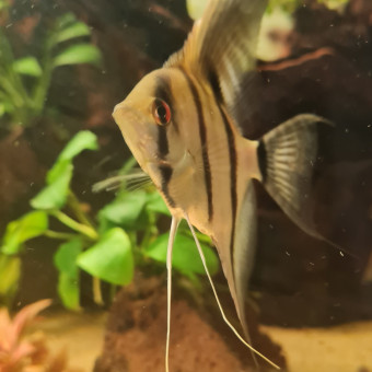 aquariophile Vicenzo