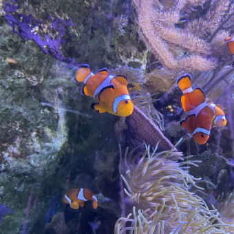 aquariophile Sashafishandshrimps