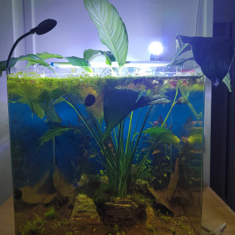 aquariophile Bloxx