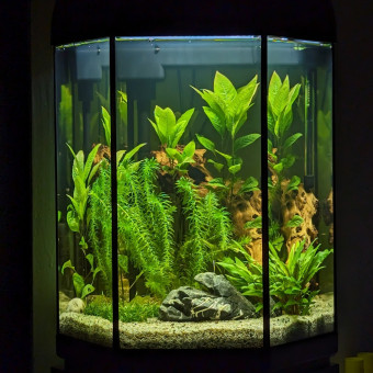 aquariophile Karkko