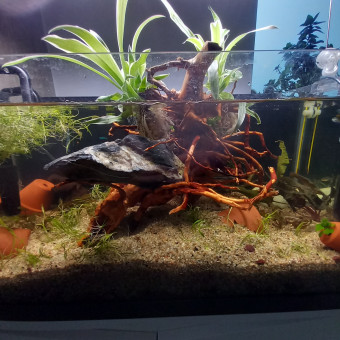 aquariophile Phil74