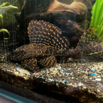 aquariophile Chloftii