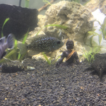 aquariophile Annabella27