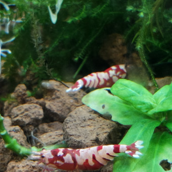 aquariophile Mergus37