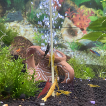 aquariophile Mikaro30