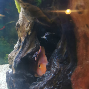 aquariophile Tonela