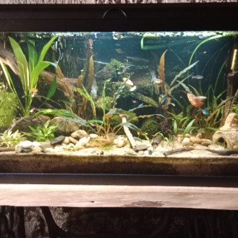 aquariophile Fredbzh