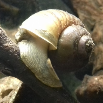 aquariophile ffabbien