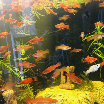 aquariophile Kumkum