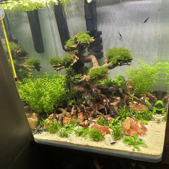 aquariophile Olivier12