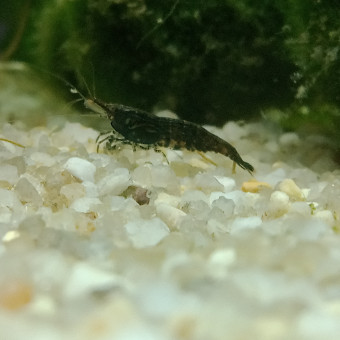 aquariophile Cyll4sVII