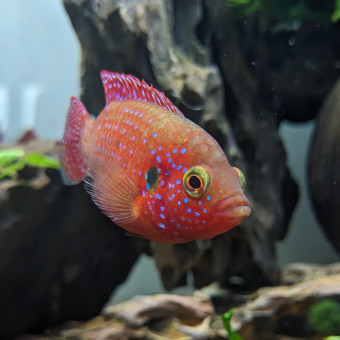 aquariophile Leolct74