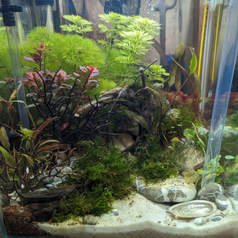 aquariophile Zarap