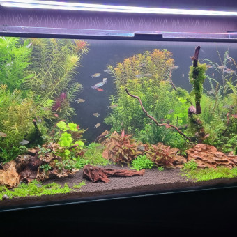 aquariophile Foreddy