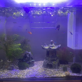 aquariophile Twiixx62