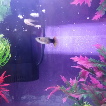 aquariophile KARALEE