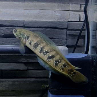 aquariophile Pimpon81