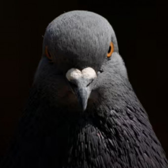 aquariophile PigeonPWR