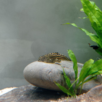 aquariophile Fisheris