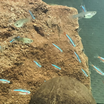aquariophile Foux
