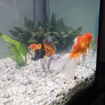 aquariophile TRACC