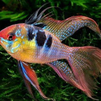 aquariophile Ulyssia10